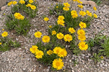 Yellow Angelita Daisies in bloom in the desert landscape.